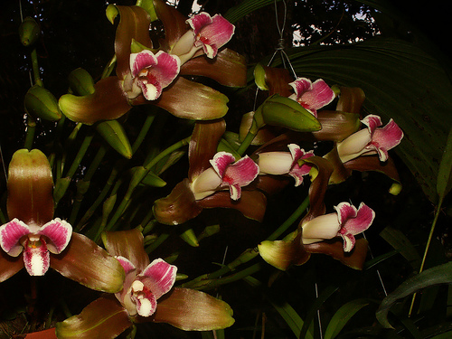 Lycaste macrophylla - Orchids Wiki