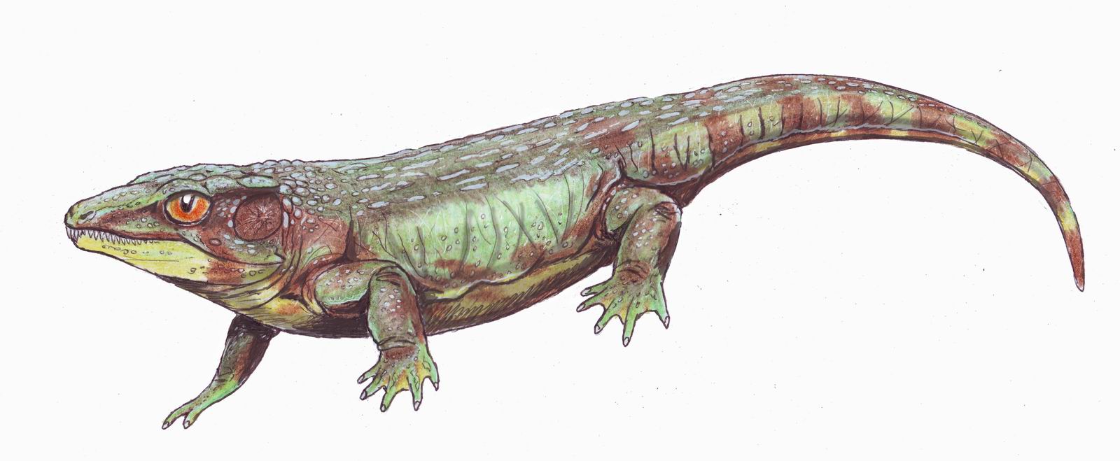 Nycteroleteridae - Dinopedia - the free dinosaur encyclopedia