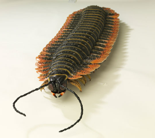 Arthropod Intelligence - Alternative History