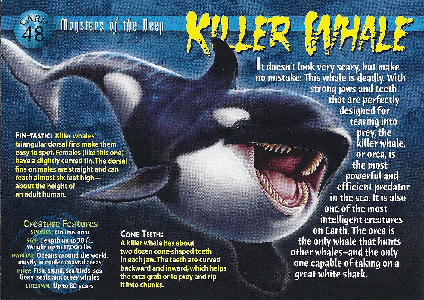 Killer Whale - Wierd N'wild Creatures Wiki